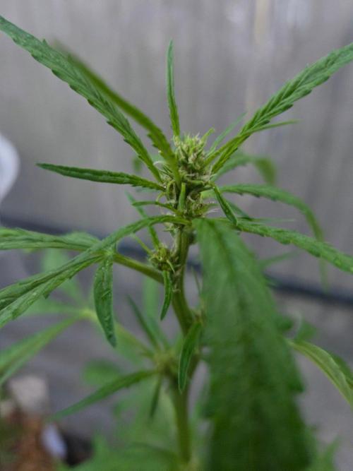 Banana Frost-Fastbuds. Week 6