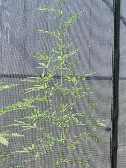 Banana Frost-Fastbuds. Week 6