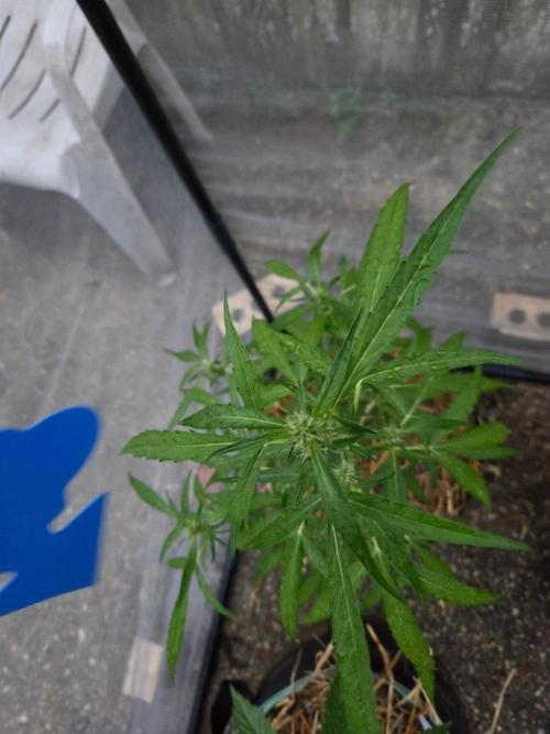 Wurlz F1-Zamnesia. Week 6