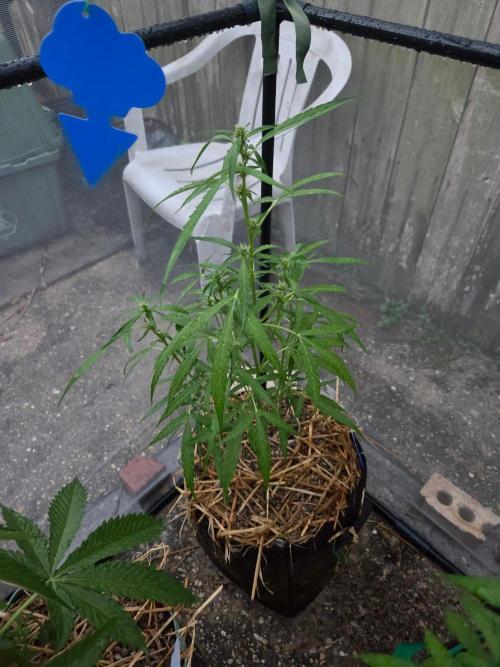 Wurlz F1-Zamnesia. Week 6