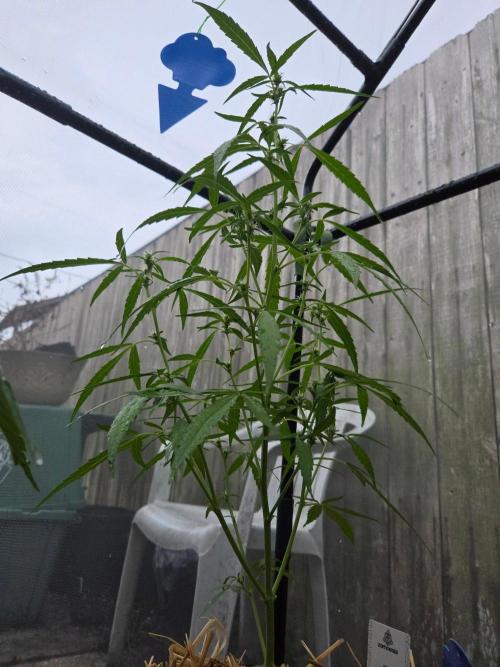 Wurlz F1-Zamnesia. Week 6
