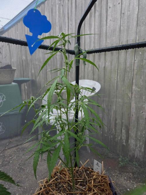 Wurlz F1-Zamnesia. Week 6
