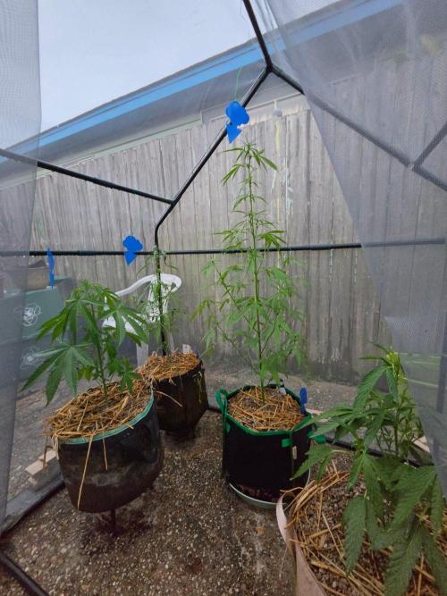 Wurlz F1-Zamnesia. Week 6