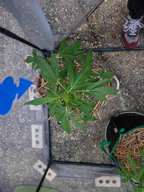 Z42#1 clone-Fastbuds. Week 5