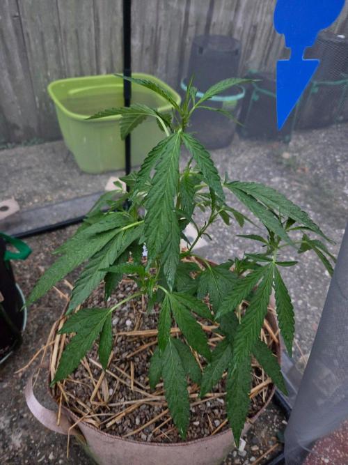 Z42#1 clone-Fastbuds. Week 5