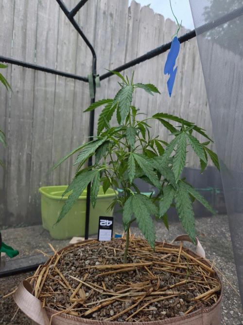 Z42#1 clone-Fastbuds. Week 5