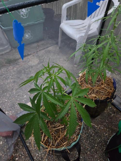 LSD-Zamnesia. Week 6