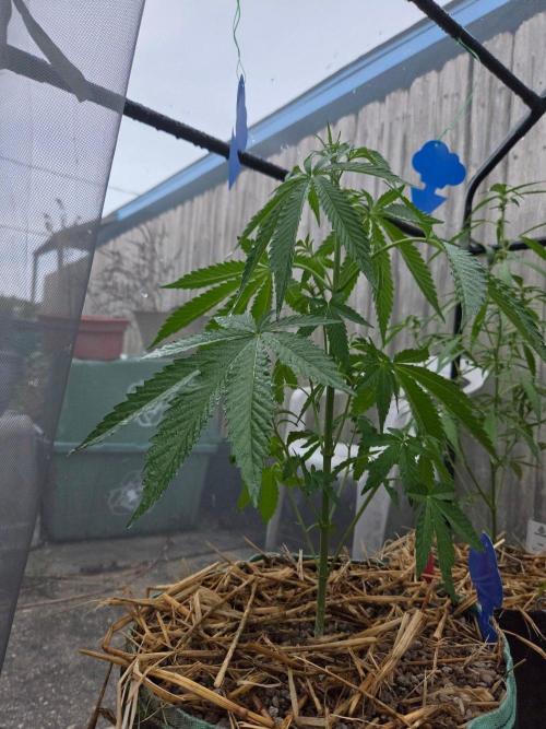 LSD-Zamnesia. Week 6
