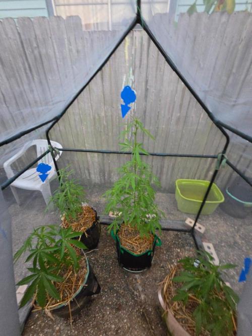 LSD-Zamnesia. Week 6