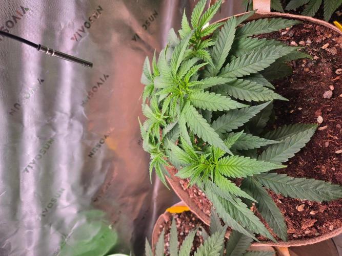 Gorilla Cookies FF-Fastbuds. Week 6