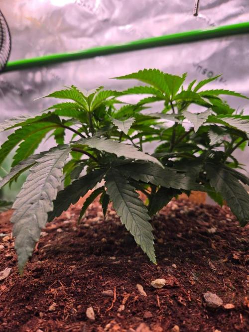 Gorilla Cookies FF-Fastbuds. Week 6