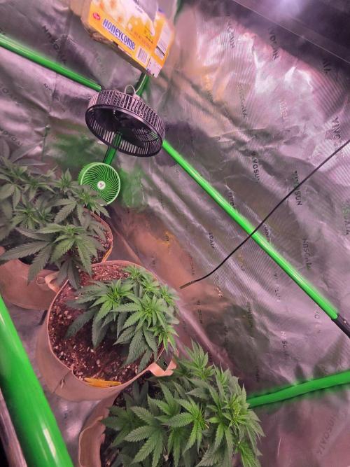 Gorilla Cookies FF-Fastbuds. Week 6
