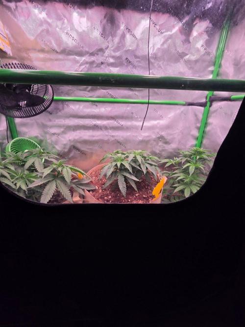 Gorilla Cookies FF-Fastbuds. Week 6