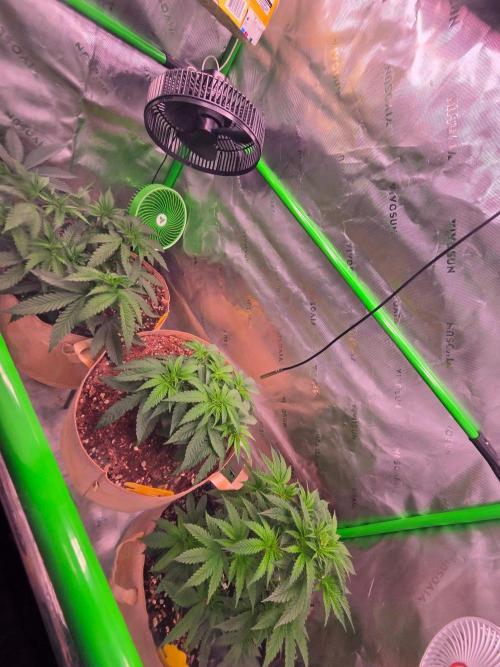 Gorilla Cookies FF-Fastbuds. Week 6
