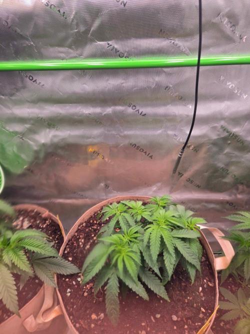 Gorilla Cookies FF-Fastbuds. Week 6