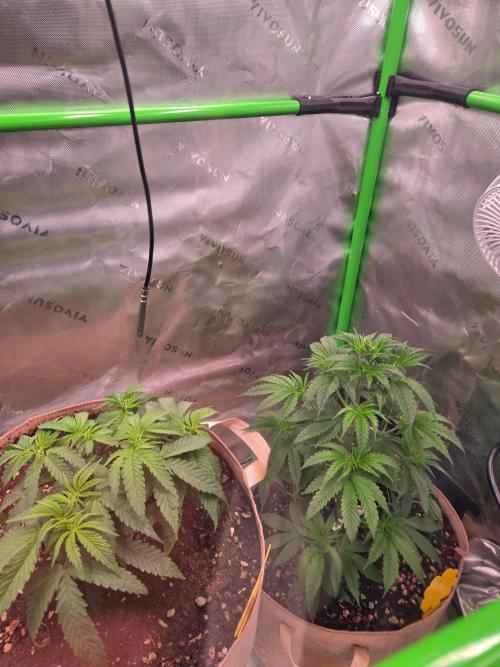 Gorilla Cookies FF-Fastbuds. Week 6