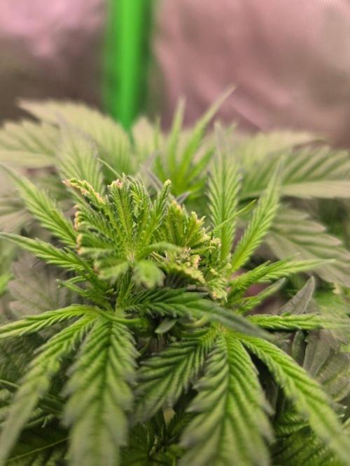 Zkittles X Chama!-Ethos. Week 6