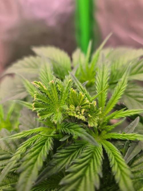 Zkittles X Chama!-Ethos. Week 6