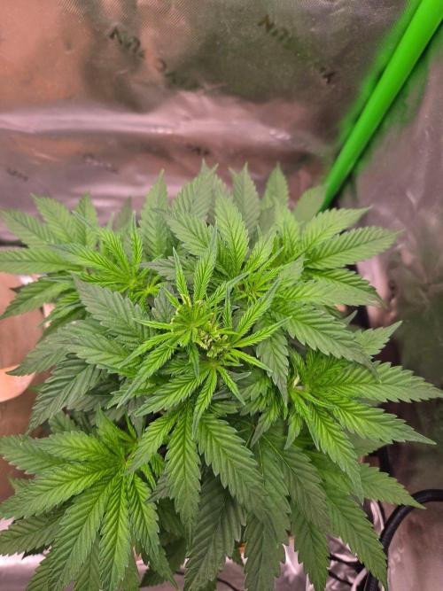 Zkittles X Chama!-Ethos. Week 6