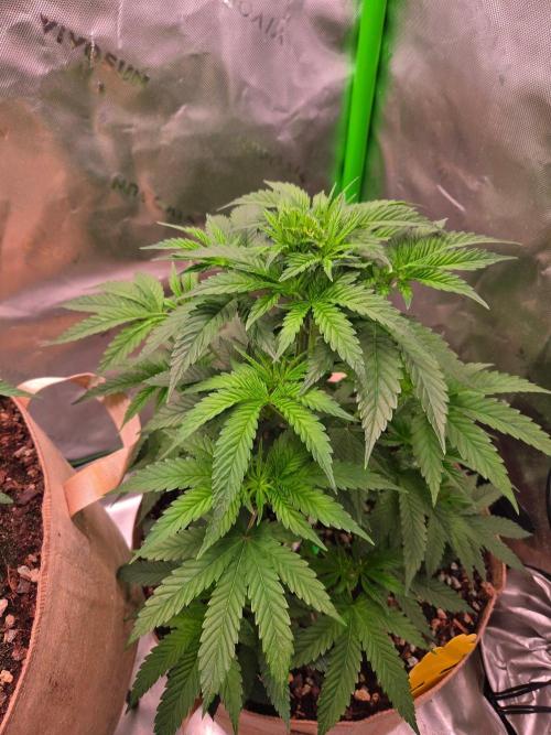 Zkittles X Chama!-Ethos. Week 6