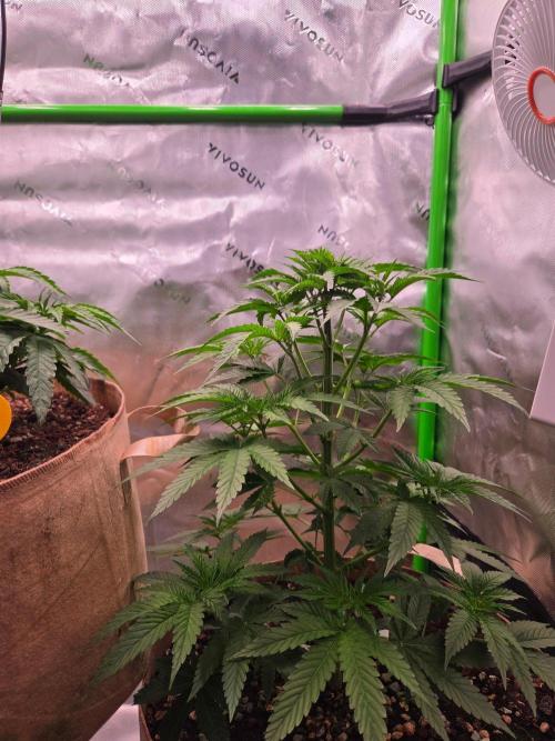 Zkittles X Chama!-Ethos. Week 6