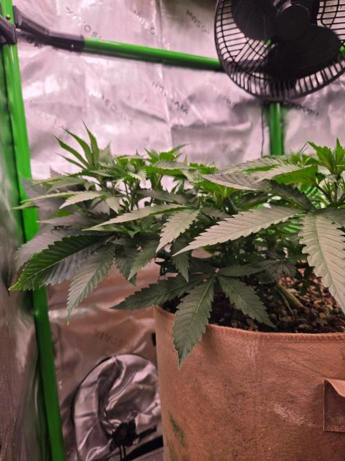 Sour G R1-Ethos. Week 6