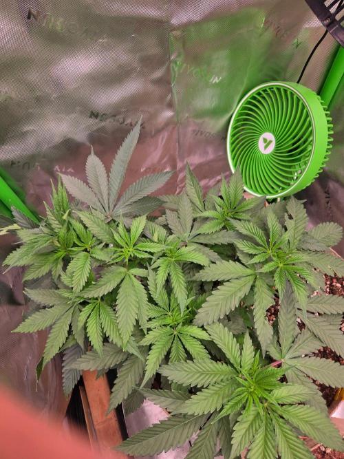 Sour G R1-Ethos. Week 6