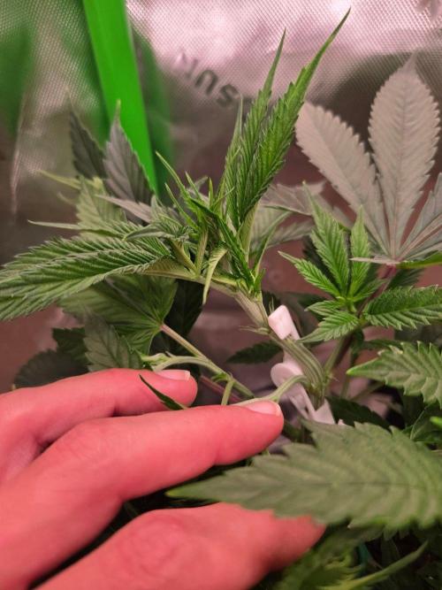 Sour G R1-Ethos. Week 6