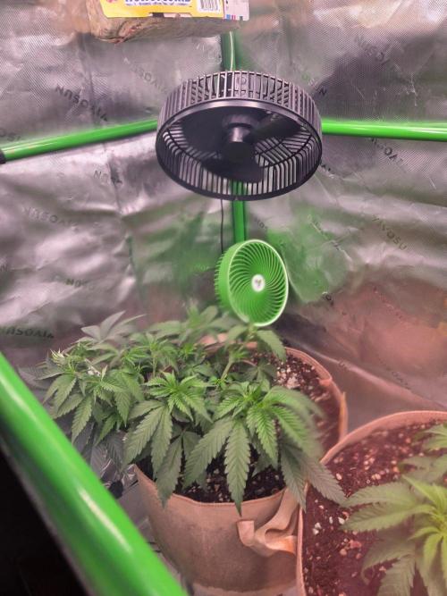 Sour G R1-Ethos. Week 6