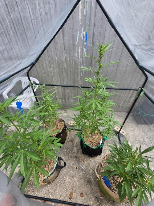 Banana Frost-Fastbuds. Week 7