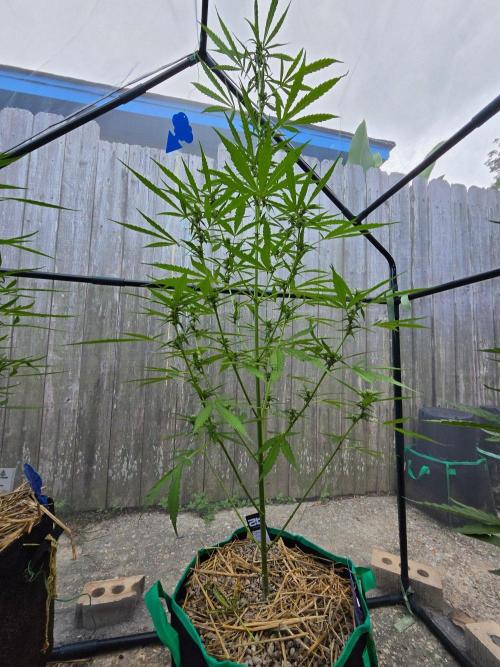 Banana Frost-Fastbuds. Week 7