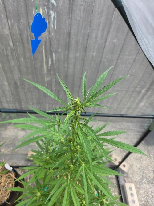 Banana Frost-Fastbuds. Week 7