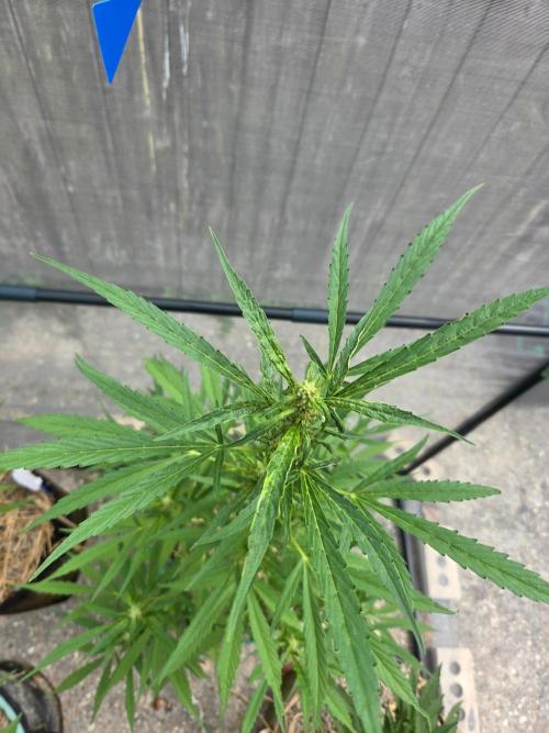 Banana Frost-Fastbuds. Week 7