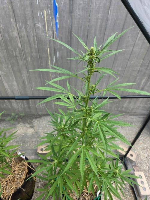 Banana Frost-Fastbuds. Week 7