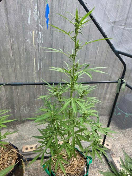 Banana Frost-Fastbuds. Week 7