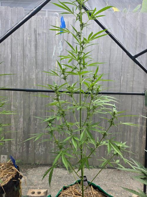 Banana Frost-Fastbuds. Week 7