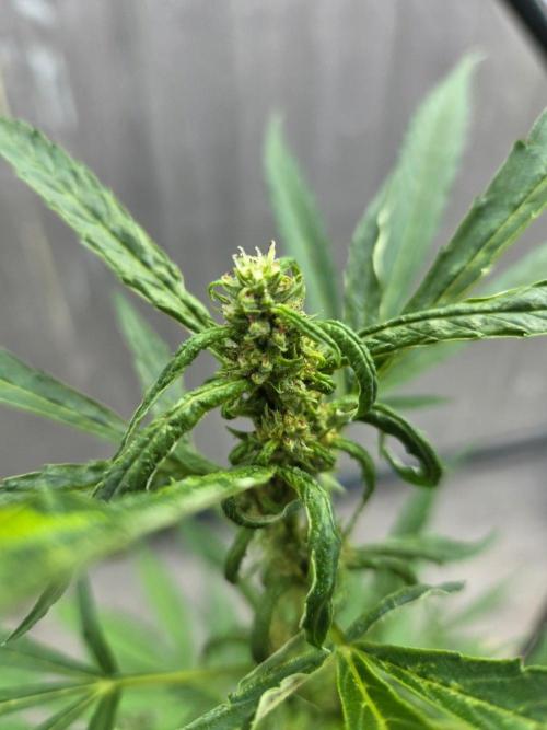Banana Frost-Fastbuds. Week 7