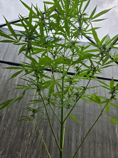 Banana Frost-Fastbuds. Week 7