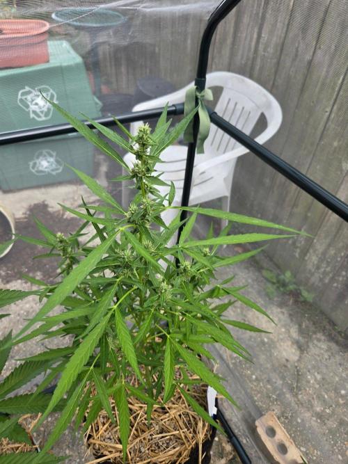 Wurlz F1-Zamnesia. Week 7