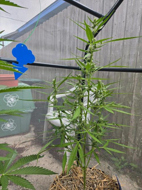 Wurlz F1-Zamnesia. Week 7