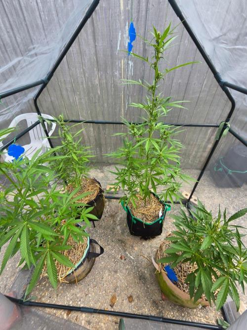 Wurlz F1-Zamnesia. Week 7