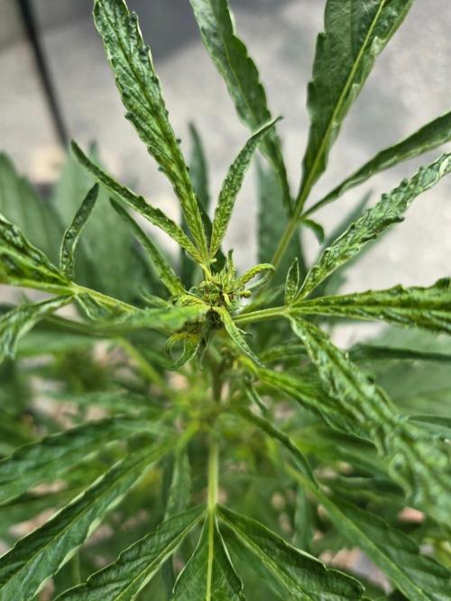 Z42#1 clone-Fastbuds. Week 6