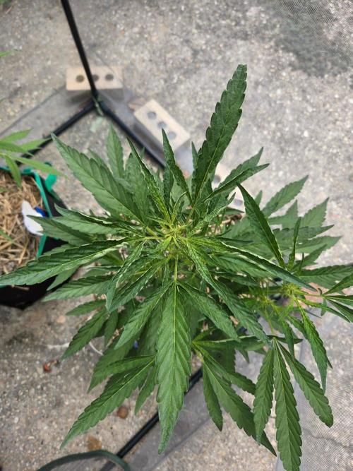 Z42#1 clone-Fastbuds. Week 6