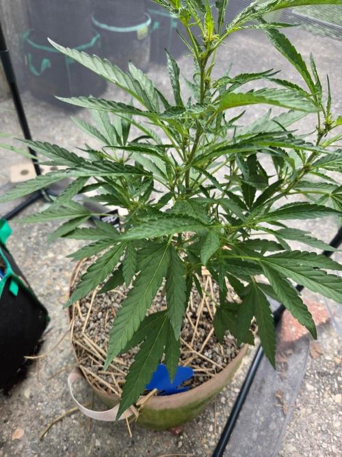Z42#1 clone-Fastbuds. Week 6