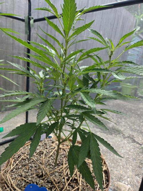 Z42#1 clone-Fastbuds. Week 6