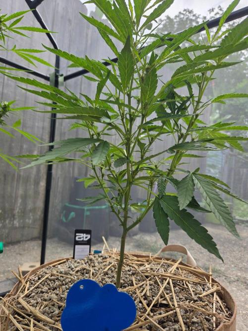 Z42#1 clone-Fastbuds. Week 6