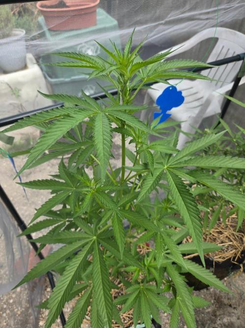 LSD-Zamnesia. Week 7