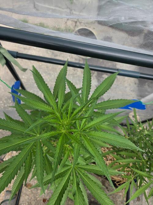 LSD-Zamnesia. Week 7