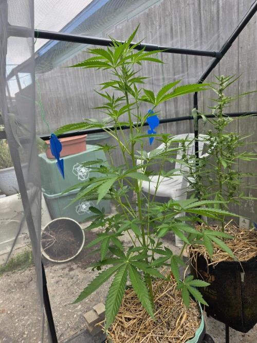 LSD-Zamnesia. Week 7