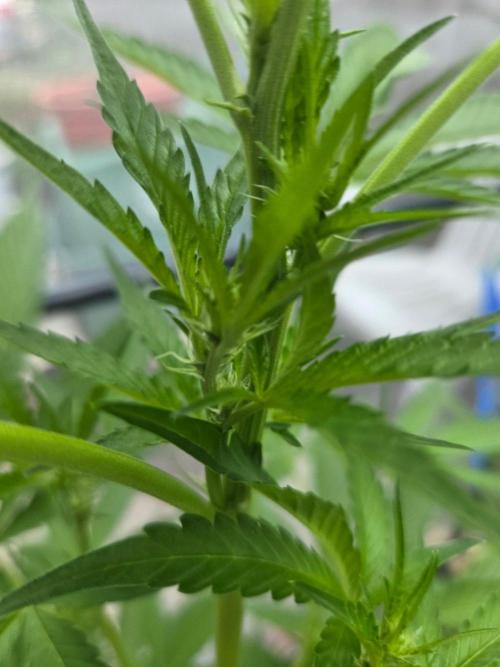 LSD-Zamnesia. Week 7